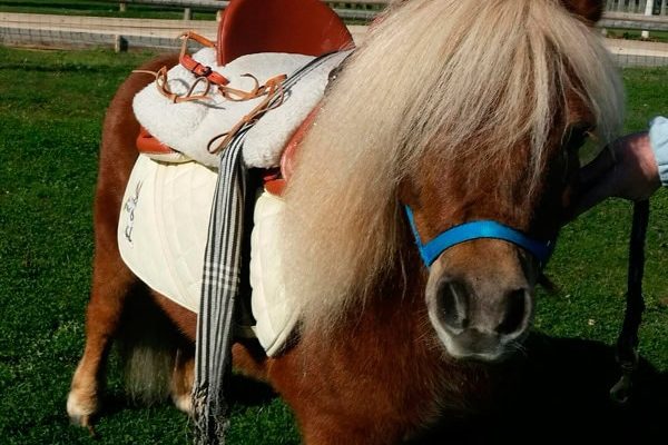 Cumpleaños con ponis en Alcalá de Henares