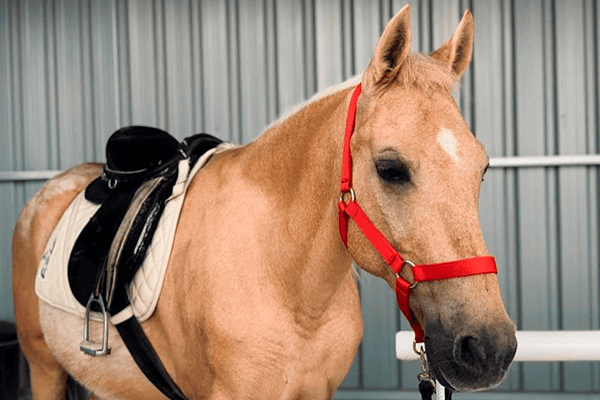 Celebración de cumpleaños con ponis muy entretenidos