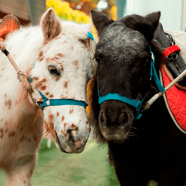Paseos en pony para niños en Alcalá de Henares económicos