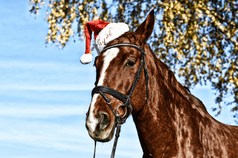 Actividades con caballos estas navidades