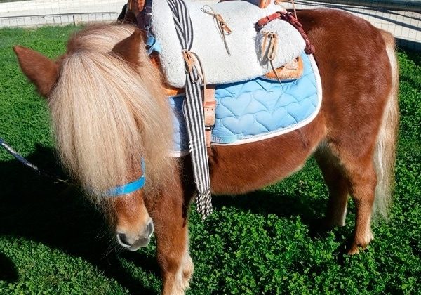 Paseo en pony para niños en Madrid