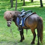 Cumpleaños con paseos en pony