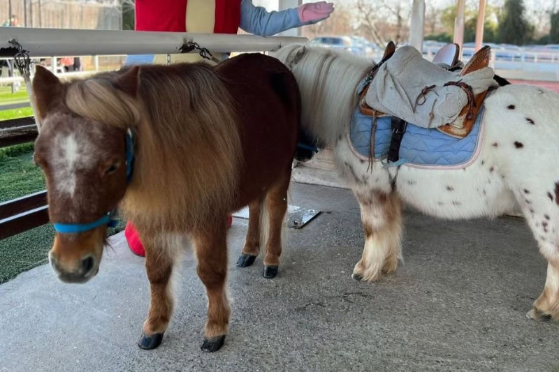 venir a montar en pony